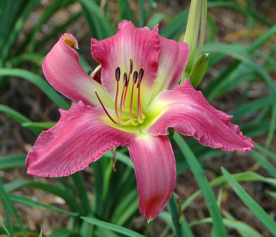Neon Flamingo 620b
